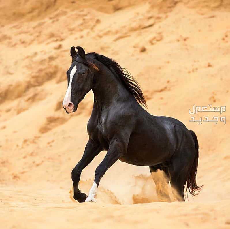تعرف على خيول المارواري في العراق خيول المارواري