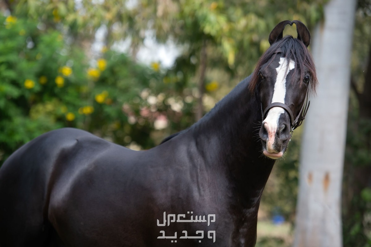 تعرف على خيول المارواري في السعودية خيول المارواري