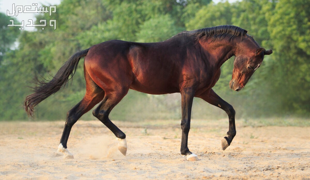 تعرف على خيول المارواري في السعودية خيول المارواري
