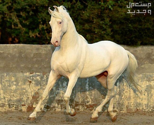 تعرف على خيول المارواري في سوريا خيول المارواري