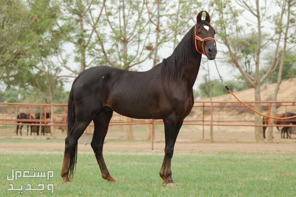تعرف على خيول المارواري في المغرب خيول المارواري