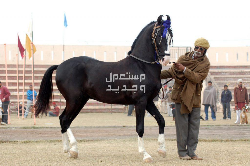 تعرف على خيول المارواري في سوريا خيول المارواري