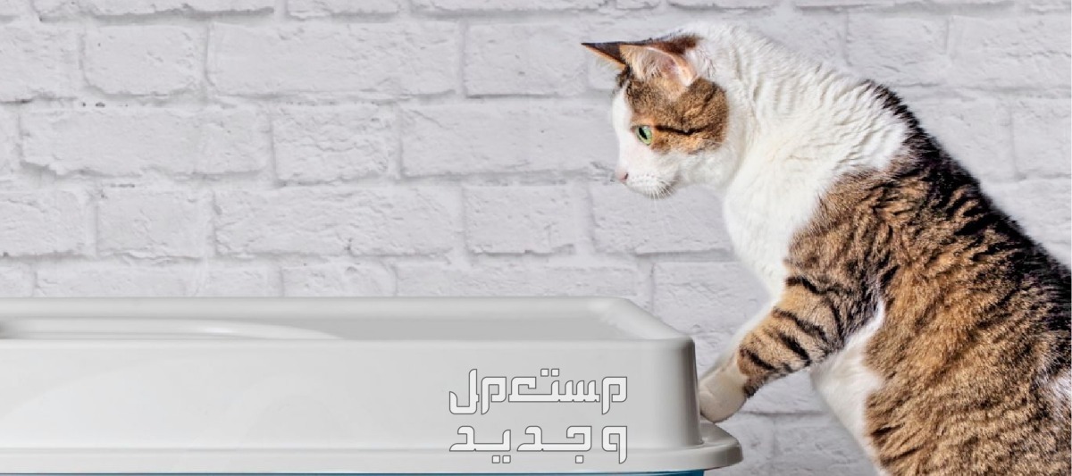 تعرف على أفضل 5 أنواع من رمل القطط في الأردن قطة تنظر لرمل القطط