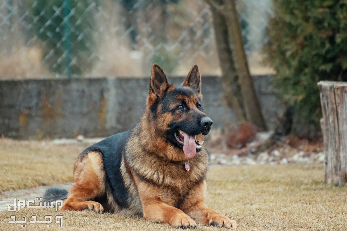 تعرف على أفضل 8 أنواع كلاب الحراسة في السعودية كلب الراعي الألماني