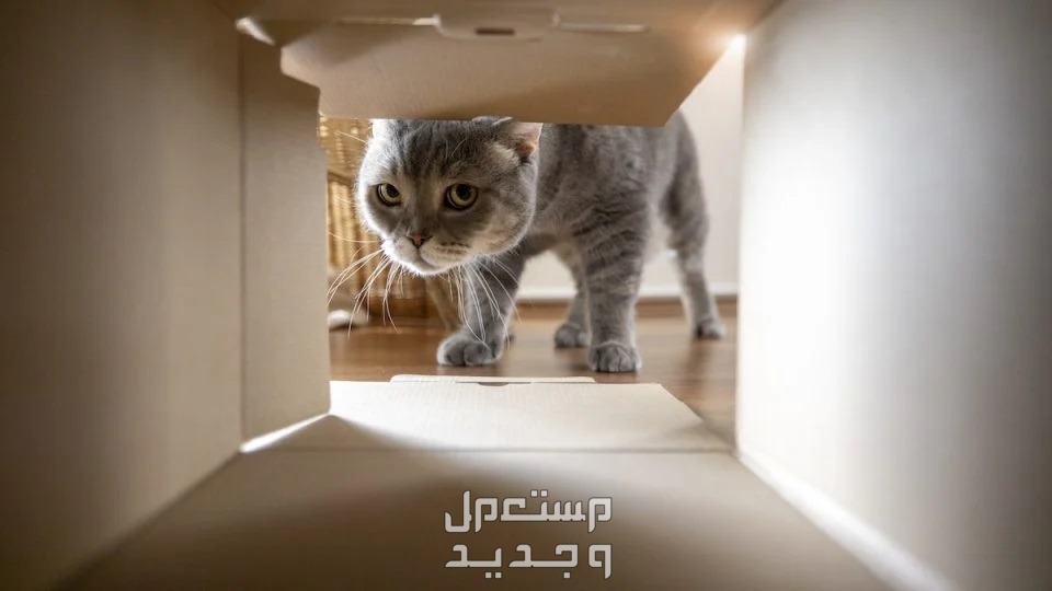 تعرف على أهمية وجود بيت قطط منزلي في البحرين بيت قطط