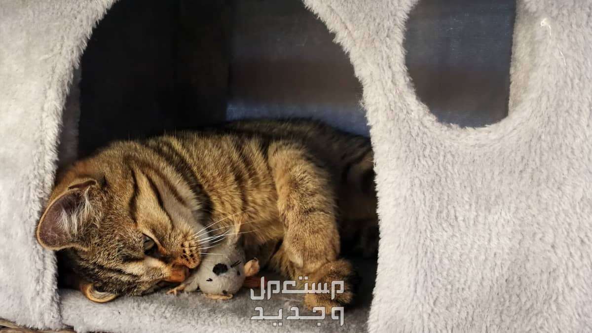 تعرف على أهمية وجود بيت قطط منزلي في الأردن بيت قطط