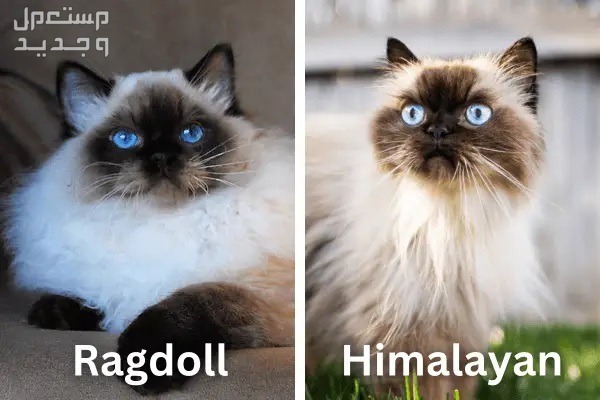 تعرف على مقارنة شاملة بين قط راغدول وقط الهيمالايا في السعودية مقارنة بين راغدول والهيمالايا