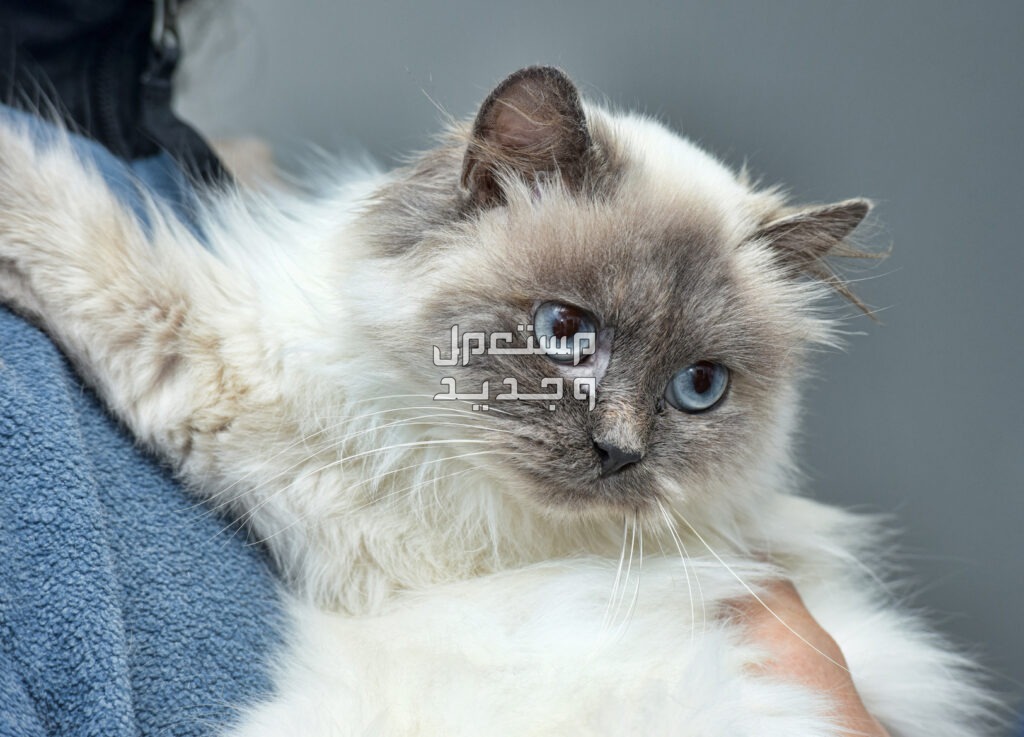 تعرف على مقارنة شاملة بين قط راغدول وقط الهيمالايا قط الهيمالايا