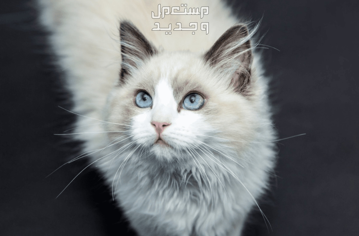 تعرف على مقارنة شاملة بين قط راغدول وقط الهيمالايا في السعودية قط راغدول