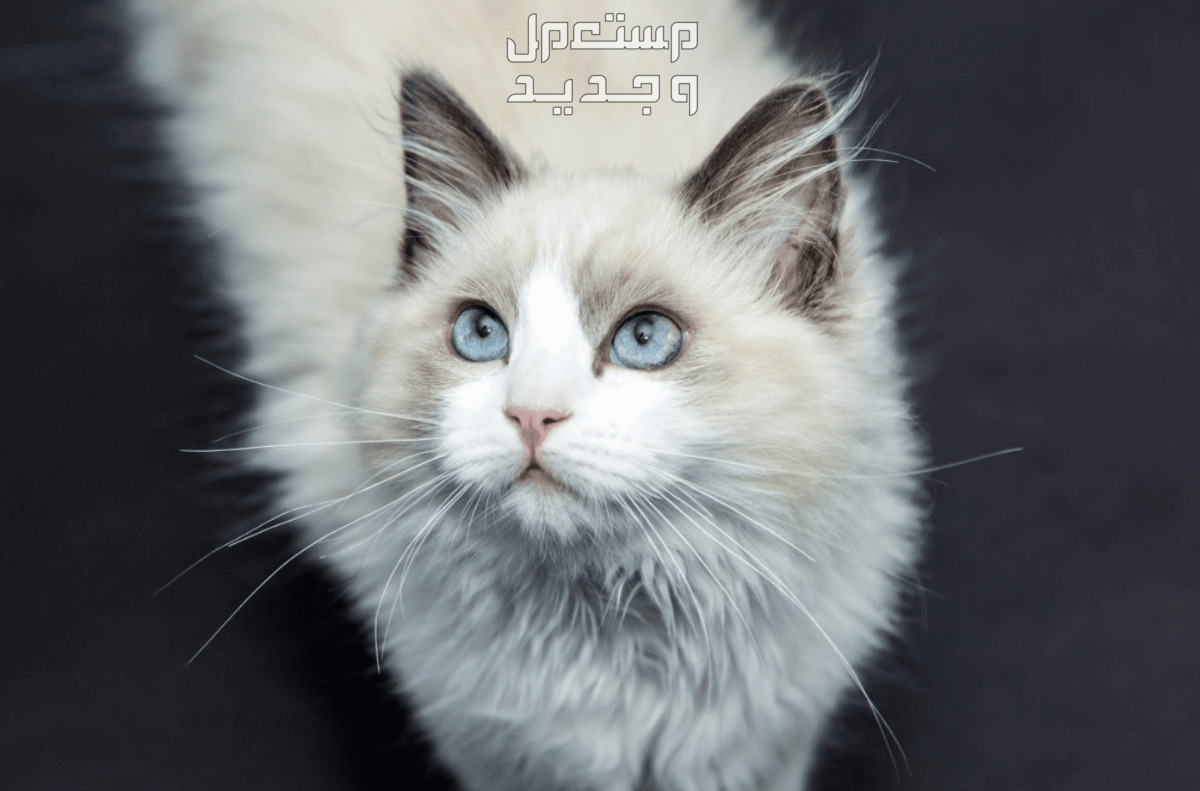 تعرف على مقارنة شاملة بين قط راغدول وقط الهيمالايا قط راغدول