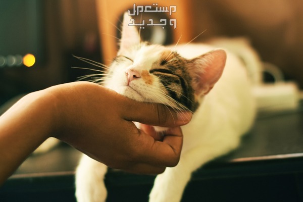 تعرف على أهمية البحث عن قطط للتبني في الأردن العناية بالقطط