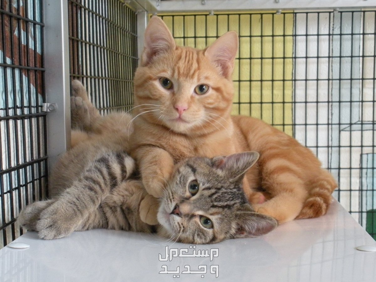 تعرف على أهمية البحث عن قطط للتبني في الأردن قطط للتبني