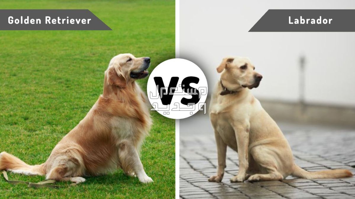 مقارنة شاملة بين كلاب جولدن ريتريفر وكلاب لابرادور ريتريفر في تونس مقارنة بين كلاب جولدن ولابرادور