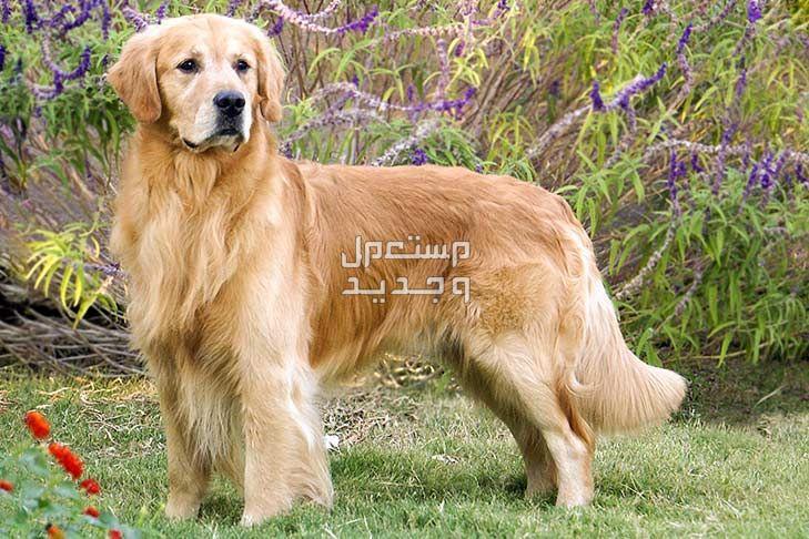 مقارنة شاملة بين كلاب جولدن ريتريفر وكلاب لابرادور ريتريفر في الأردن كلاب جولدن