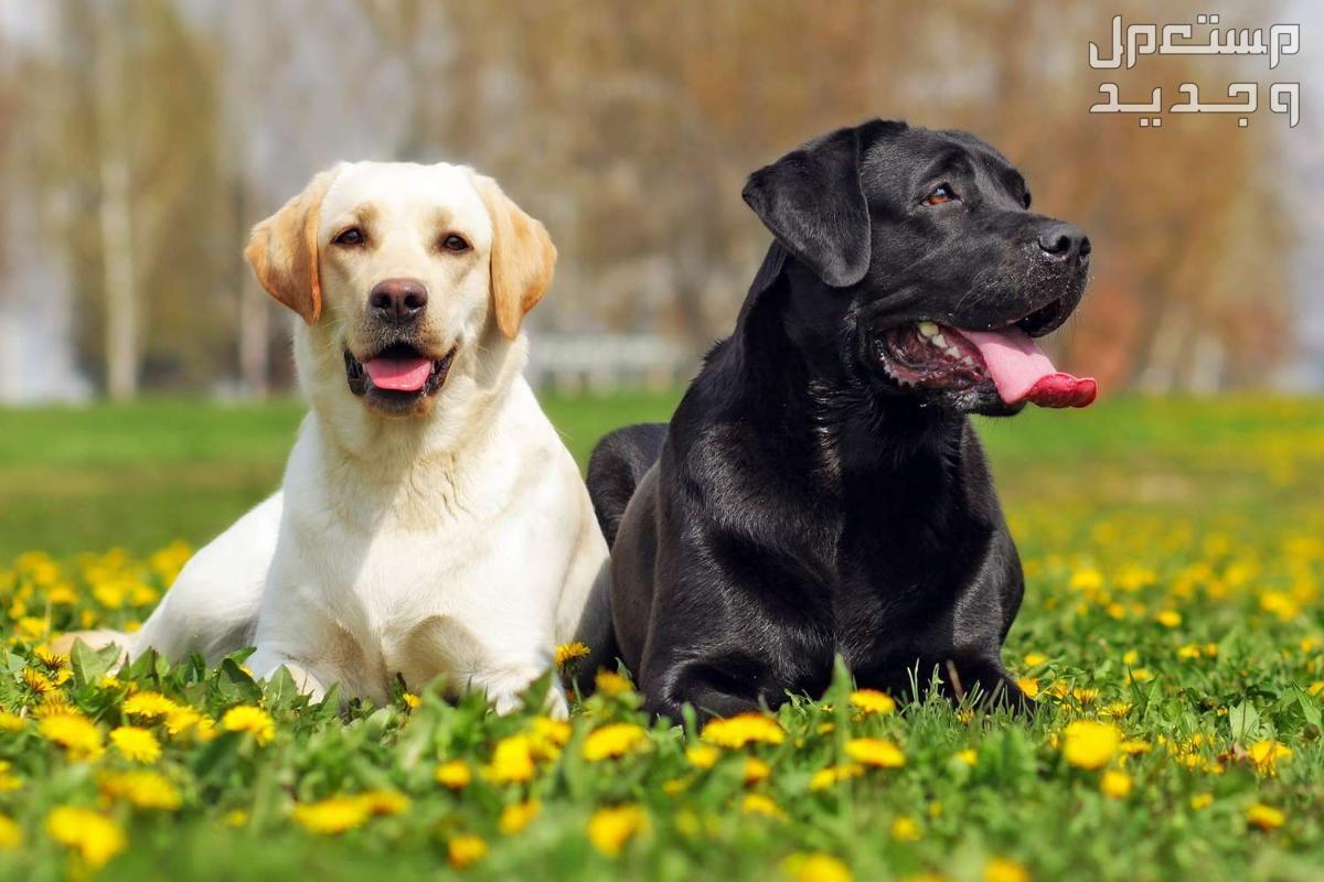 مقارنة شاملة بين كلاب جولدن ريتريفر وكلاب لابرادور ريتريفر في اليَمَن كلاب لابرادور