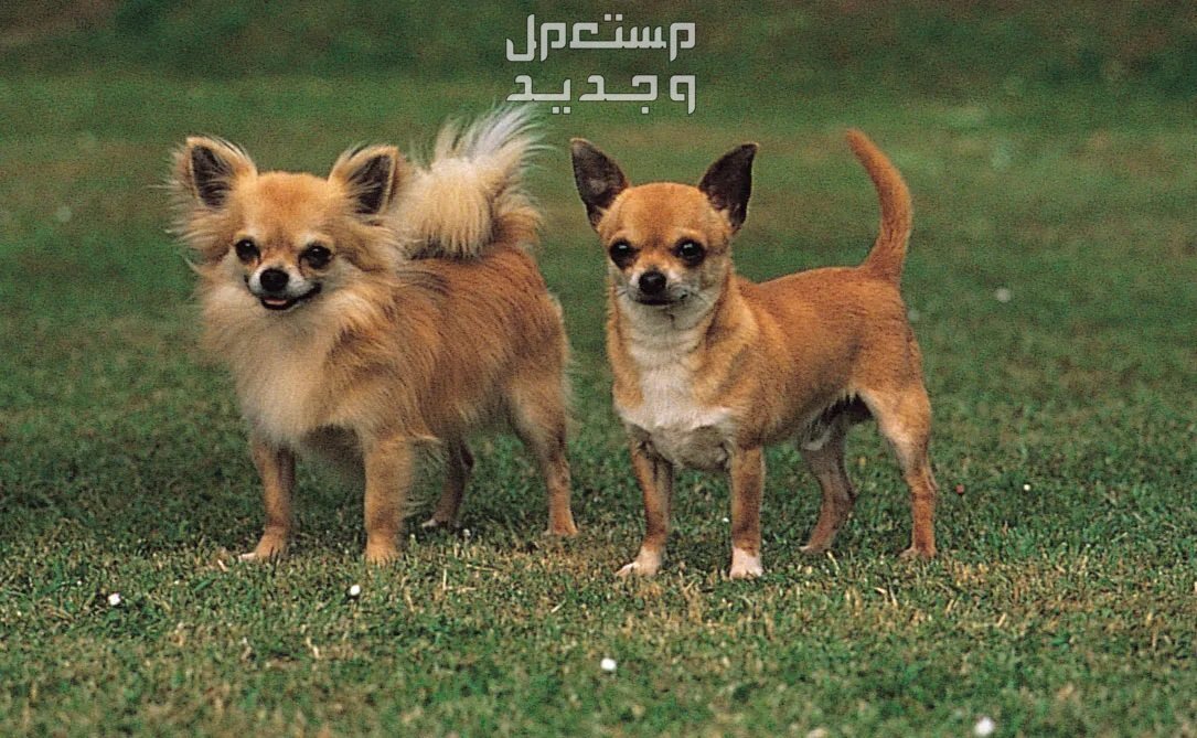 تعرف على أنواع كلاب شيواوا في العراق أنواع كلاب شيواوا