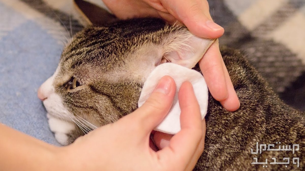 تعرف على كيفية تنظيف قطط بطريقة صحيحة تنظيف قطط