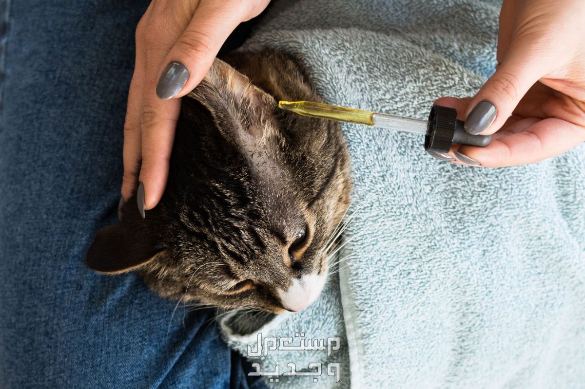 تعرف على كيفية تنظيف قطط بطريقة صحيحة في المغرب تنظيف قطط