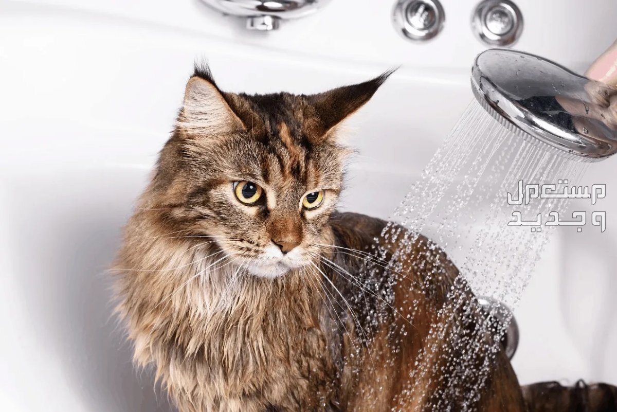 تعرف على كيفية تنظيف قطط بطريقة صحيحة في جيبوتي تنظيف قطط