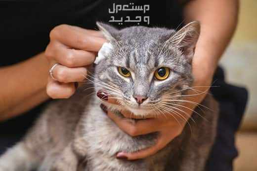 تعرف على كيفية تنظيف قطط بطريقة صحيحة في فلسطين تنظيف قطط