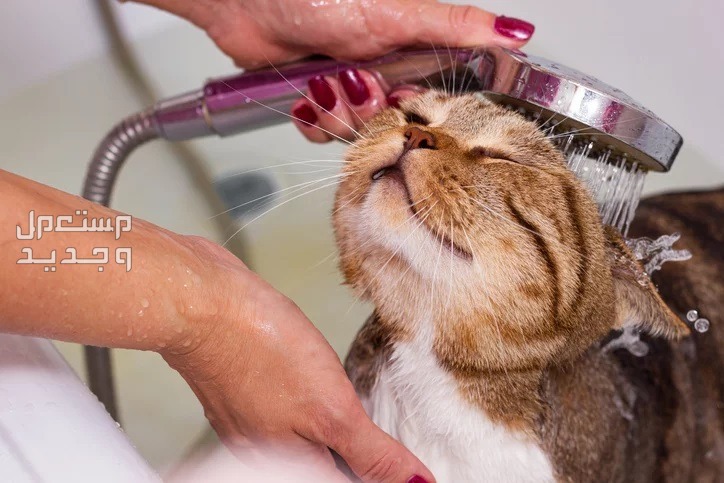 تعرف على كيفية تنظيف قطط بطريقة صحيحة في اليَمَن تنظيف قطط