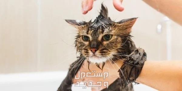 تعرف على كيفية تنظيف قطط بطريقة صحيحة في تونس تنظيف قطط