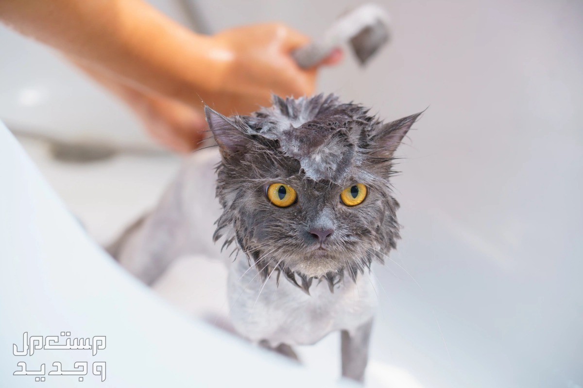 تعرف على كيفية تنظيف قطط بطريقة صحيحة في الإمارات العربية المتحدة تنظيف قطط