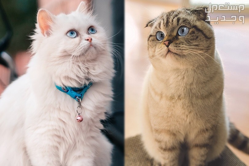 تعرف على قطط سكوتش شيرازي في الجزائر قطط شيرازي وقطط سكوتش فولد