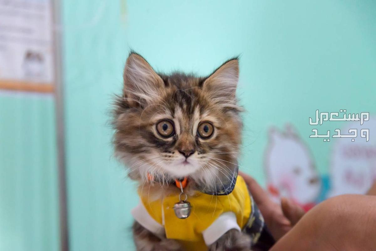 تعرف على قطط سكوتش شيرازي في جيبوتي قطط سكوتش شيرازي
