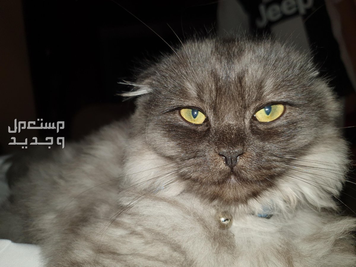 تعرف على قطط سكوتش شيرازي في تونس قطط سكوتش شيرازي