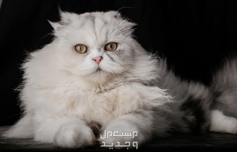 تعرف على قطط سكوتش شيرازي في الأردن قطط سكوتش شيرازي