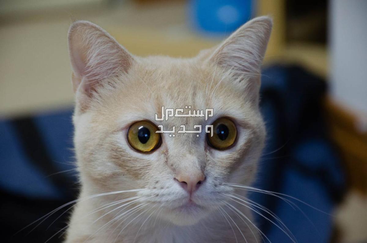 تعرف على قطط سكوتش شيرازي في السودان قطط سكوتش شيرازي