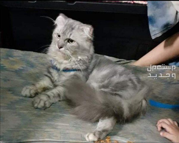 تعرف على قطط سكوتش شيرازي في الجزائر قطط سكوتش شيرازي