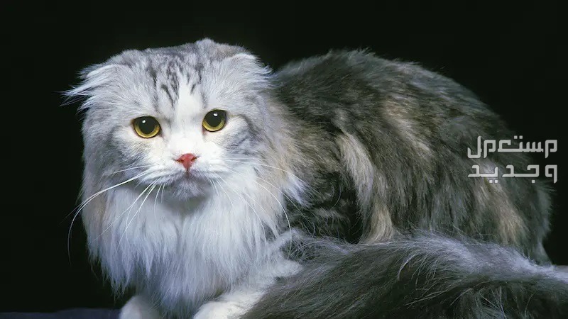تعرف على قطط سكوتش شيرازي في الأردن قطط سكوتش شيرازي