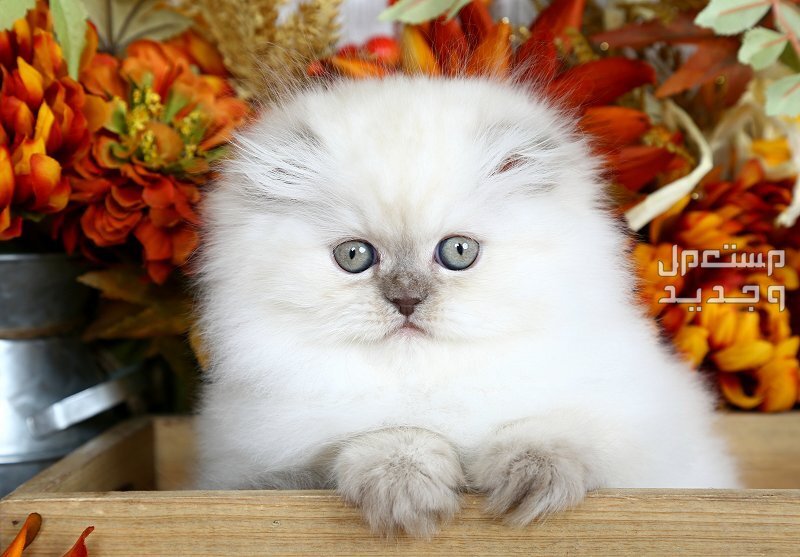 تعرف على قطط سكوتش شيرازي في الإمارات العربية المتحدة قطط سكوتش شيرازي