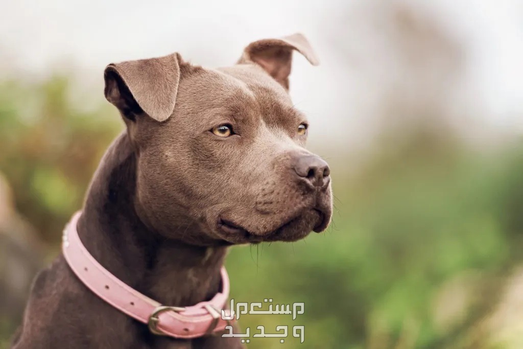تعرف على كل ما يخص كلب بيتبول امريكي في البحرين كلب بيتبول امريكي