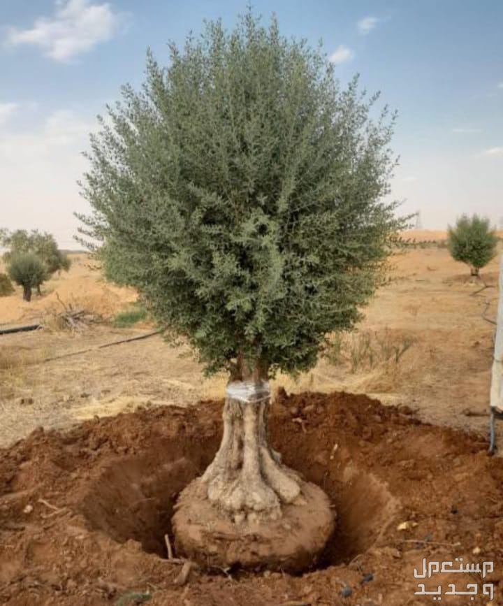 اشجار زيتون  في الرياض بسعر 800 ريال سعودي