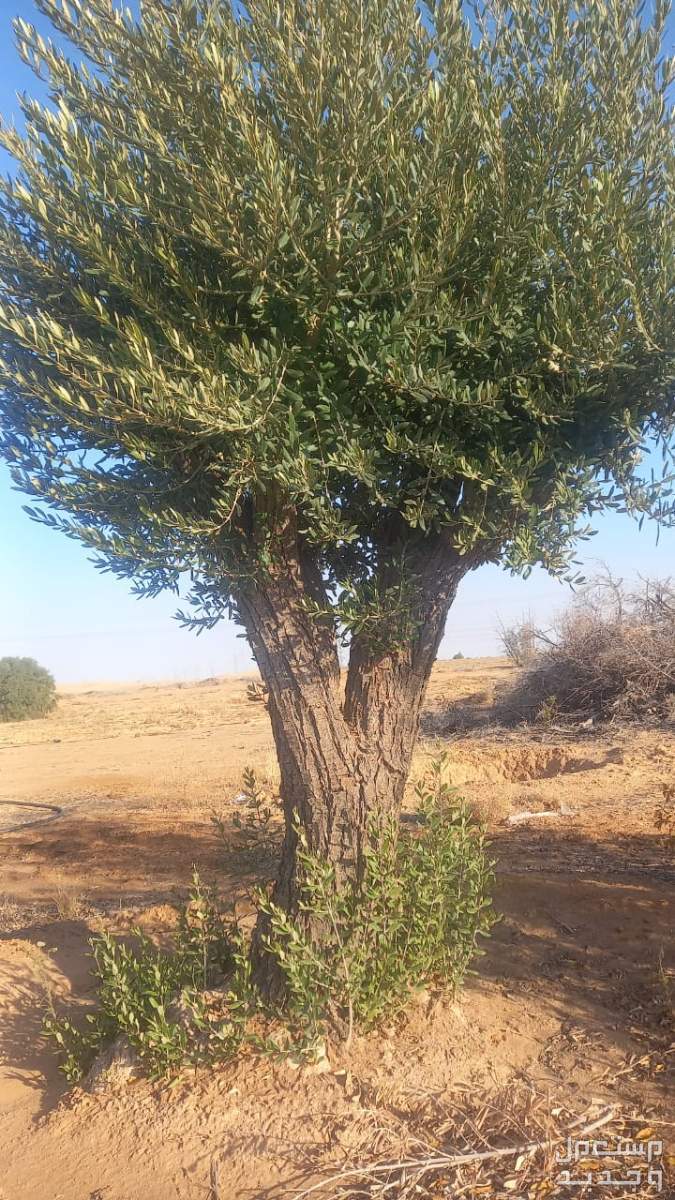 اشجار زيتون  في الرياض بسعر 800 ريال سعودي