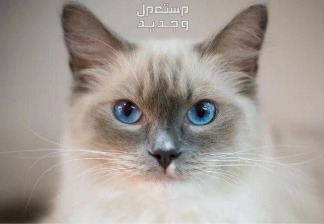 تعرف على أفضل انواع القطط المنزلية في الإمارات العربية المتحدة قط منزلي