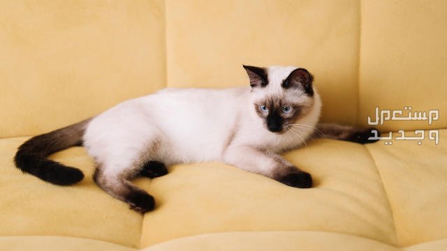 تعرف على أفضل انواع القطط المنزلية في الإمارات العربية المتحدة القطط السيامي