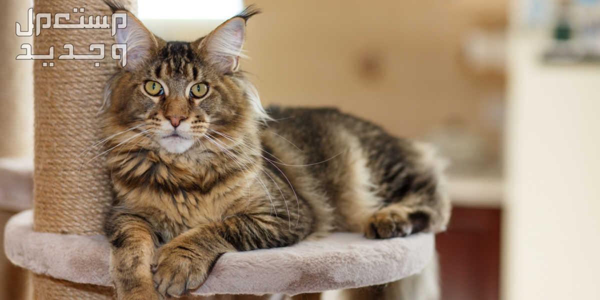 تعرف على أفضل انواع القطط المنزلية في المغرب ماين كون