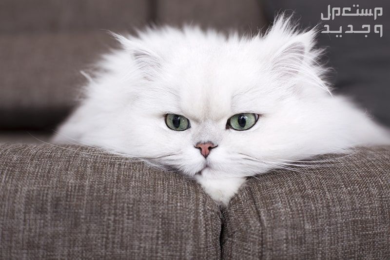 تعرف على أفضل انواع القطط المنزلية في الإمارات العربية المتحدة القطط الشيرازي