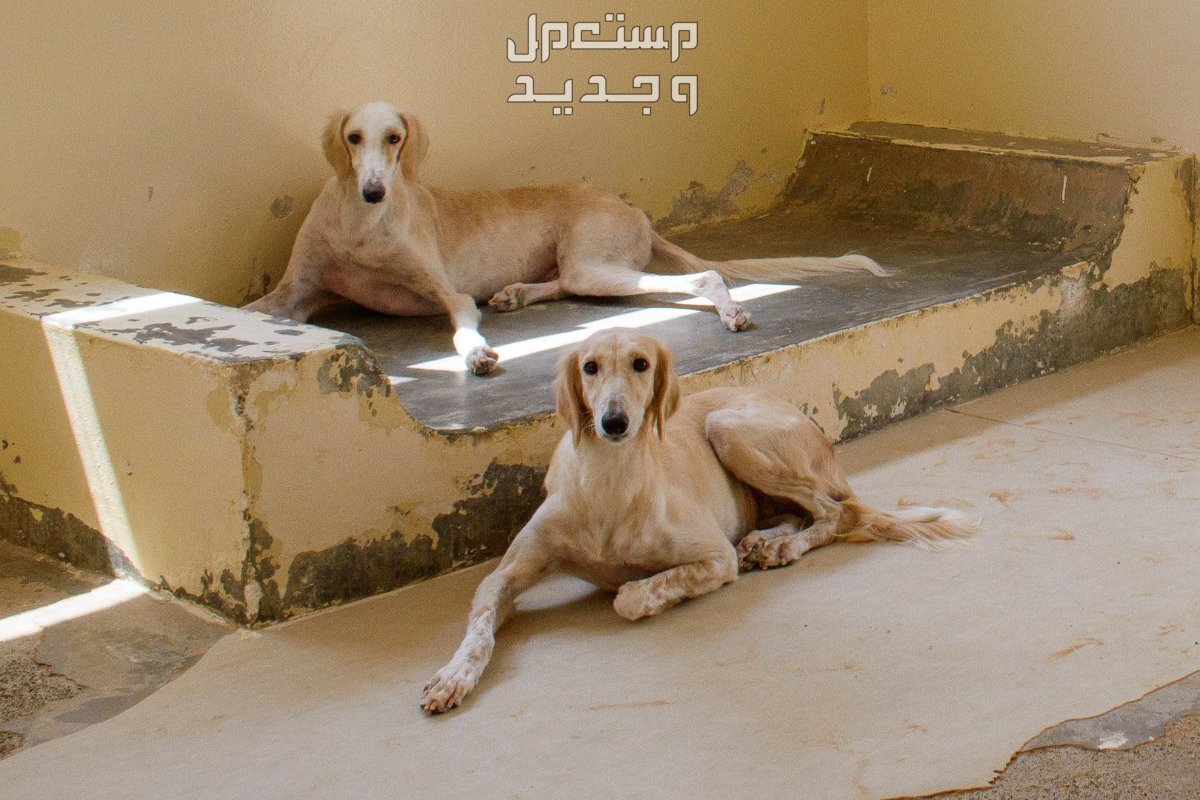 صور للكلاب الأكثر شهرة في العالم العربي و في البحرين كلب السلوقي العربي