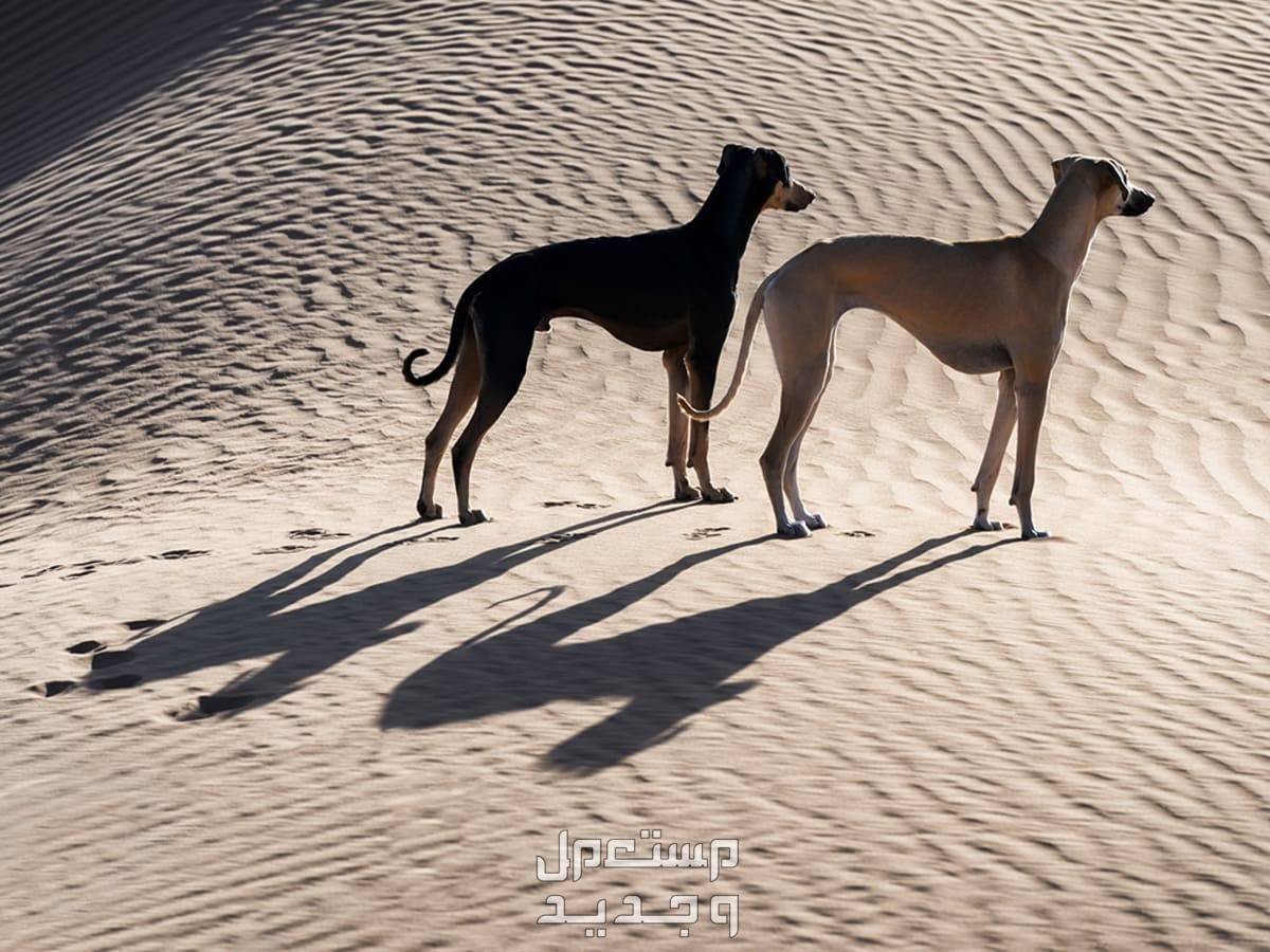 صور للكلاب الأكثر شهرة في العالم العربي و في البحرين كلاب للصيد
