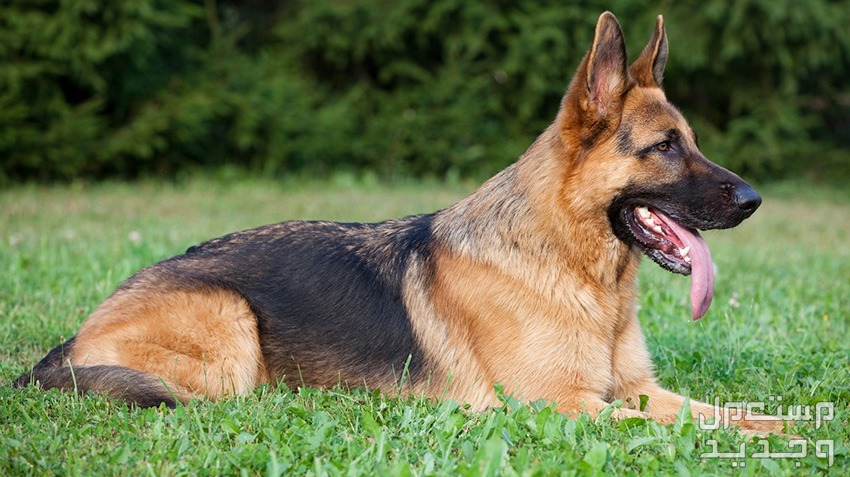 صور للكلاب الأكثر شهرة في العالم العربي و في تونس كلب الراعي الألماني