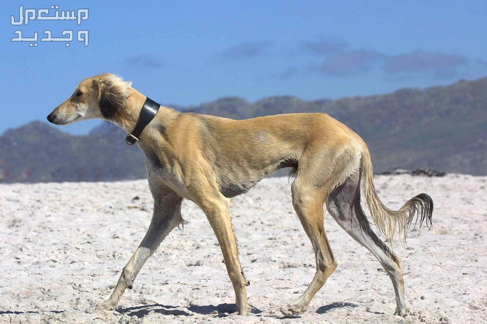 صور للكلاب الأكثر شهرة في العالم العربي و في السودان كلب السلوقي العربي
