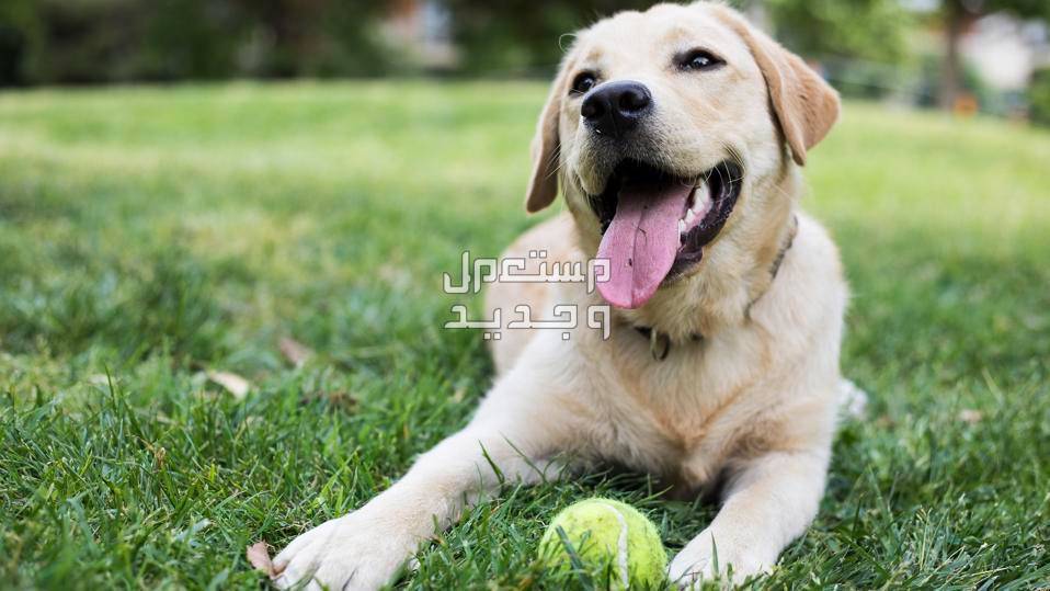 صور للكلاب الأكثر شهرة في العالم العربي و في البحرين كلب لابرادور ريتريفر