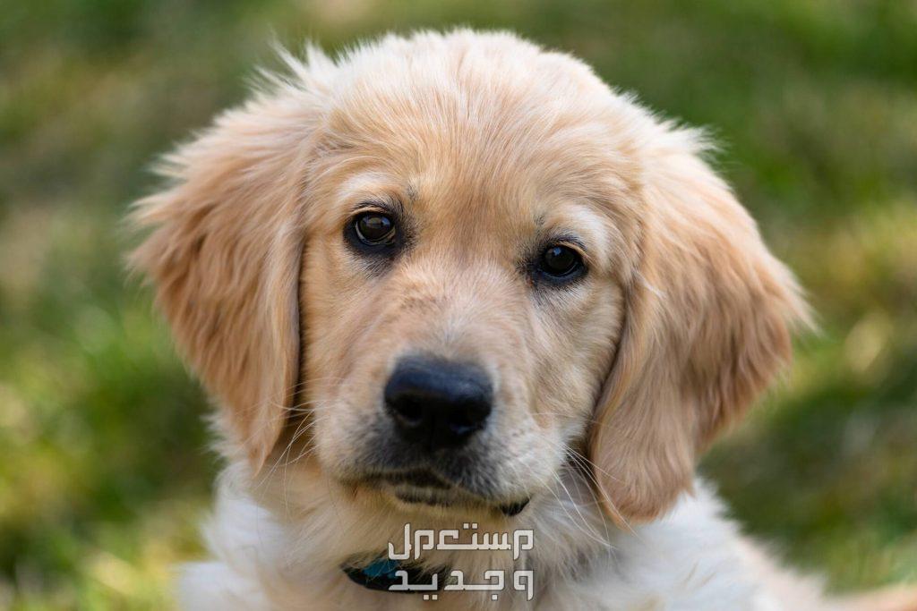 صور للكلاب الأكثر شهرة في العالم العربي و في البحرين كلب الجولدن الذهبي