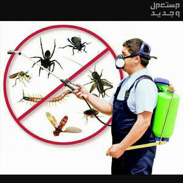 مكافحة الحشرات قطر