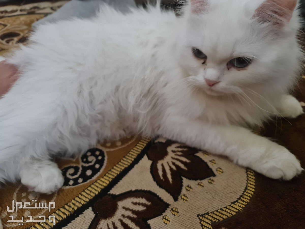 قطه شيرازي...قطه هملايا  الواحده ب400